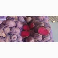 Буряк столовий