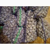 Продам часник