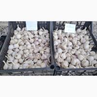 Продам часник Любаша, Китайський білий, Козак