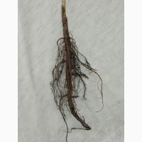 Саджанці горіха пекан сорту Кадо(вкс висота 120-140 см.)