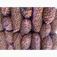 Продам насіннєву картоплю різних сортів