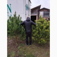 Продам новогодниє сосни живиє оптом