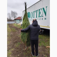 Продам новогодниє сосни живиє оптом