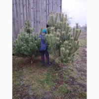 Продам новогодниє сосни живиє оптом