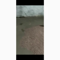 Воздушка чеснока однозубка