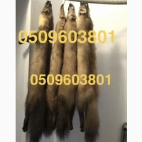 Куниця лісова та камʼяна куплю дорого куниці шкури шкура продати