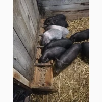 Продаються поросята в`єтнамської породи (Миргородська)
