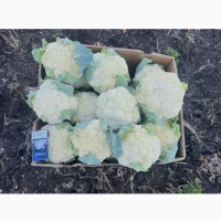 Продам цвітну капусту броколі з поля товарний вигляд