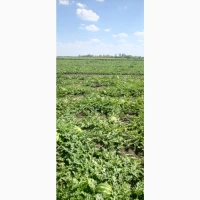 Продам кавун КАРИСТАН