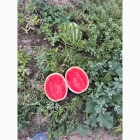 Продам кавуни, сорт «Нун»
