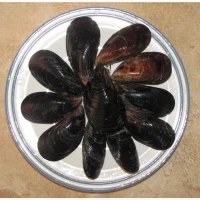 Черноморская мидия живая, свежая, прямо с моря. Крупный размер