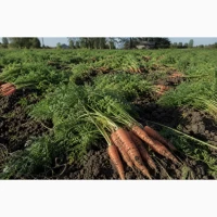 Продам оптом Моркву