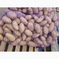 Картопля