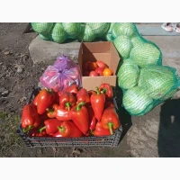 Перець Вікторія і Ратунда