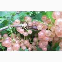 Продам саженцы калины