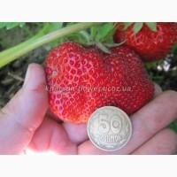 Продам саженцы калины