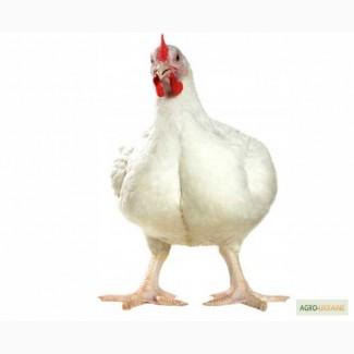 Продаємо інкубаційні яйця курей бройлерів КОББ-500