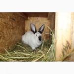 Продам кроликов на племя европейское серебро Бровары и область. Кролик фландр, Хила