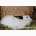 Продам кроликов на племя европейское серебро Бровары и область. Кролик фландр, Хила