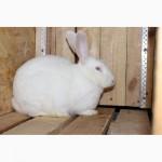 Продам кроликов на племя европейское серебро Бровары и область. Кролик фландр, Хила
