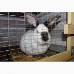 Продам кроликов на племя европейское серебро Бровары и область. Кролик фландр, Хила