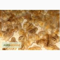 Продам курчата та качата різних порід добові(оптом і у роздріб)