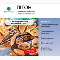 Семена сахарной свеклы. ПИТОН. ДРАЖЕ. 1 кг