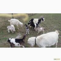 Продам козликів