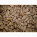 Финики.Сухофрукты.Цукаты. оптом и в розницу