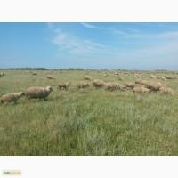 Продам 800 голов овцематок