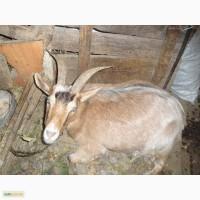 Продам СРОЧНО Коза молодая (3 года)