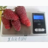 Желтая малина Медовая Королева+сорта крупноплодной красной малины