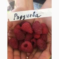 Желтая малина Медовая Королева+сорта крупноплодной красной малины