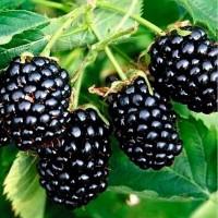 Закупка ежевики крупным оптом