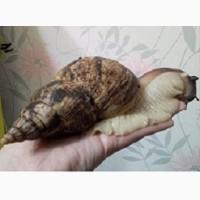 Улитки Ахатины продам+подарок