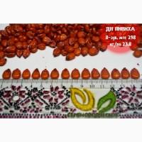 Семена кукурузы ранняя ДН Пивиха ФАО –180