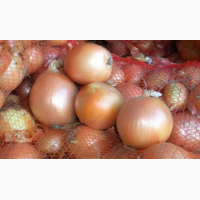 Продам лук