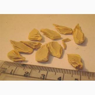 Продам семена Помело