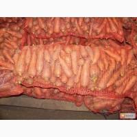Продам морковь Сладкий богатырь