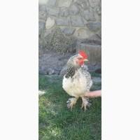 Продам курей