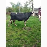 Продам корову