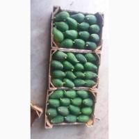 Fresh Avocado