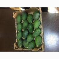 Fresh Avocado