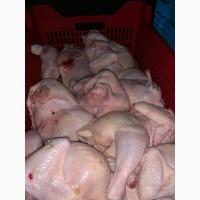 Продам тушку бройлера