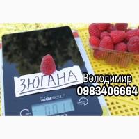 Продам садженці малини Зюгана (Весна 2020)