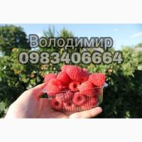 Продам садженці малини Зюгана (Весна 2020)