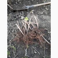 Продам садженці малини Зюгана (Весна 2020)