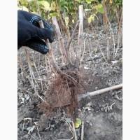 Продам садженці малини Зюгана (Весна 2020)