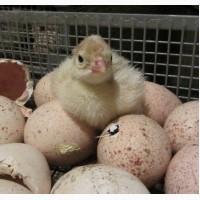 Продам индюшиное инкубационное яйцо