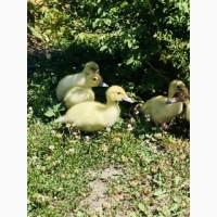 Продам мускусных утят и утку